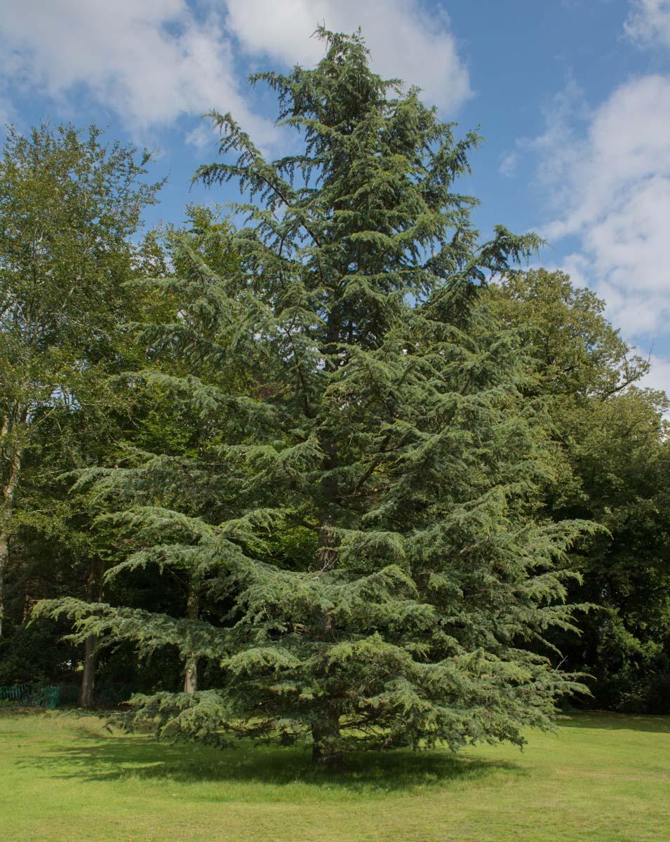 Cedrus Libani Stenocoma - View 14 from www redcrocus com