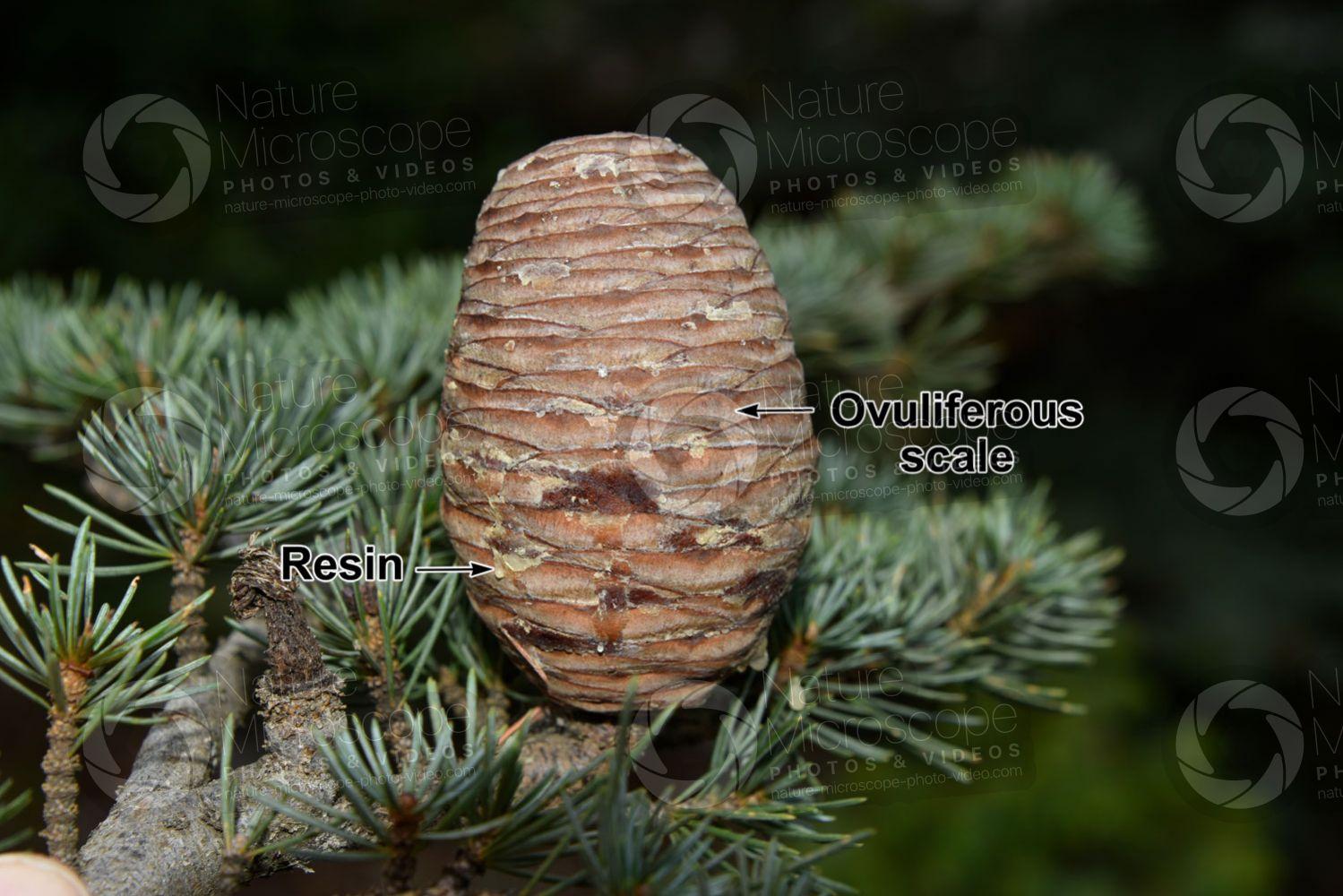 Cedrus Libani Stenocoma - View 17 from www redcrocus com
