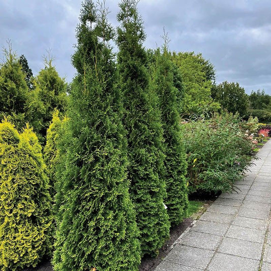 Thuja Occidentalis Private Jet - View 1 from www redcrocus com