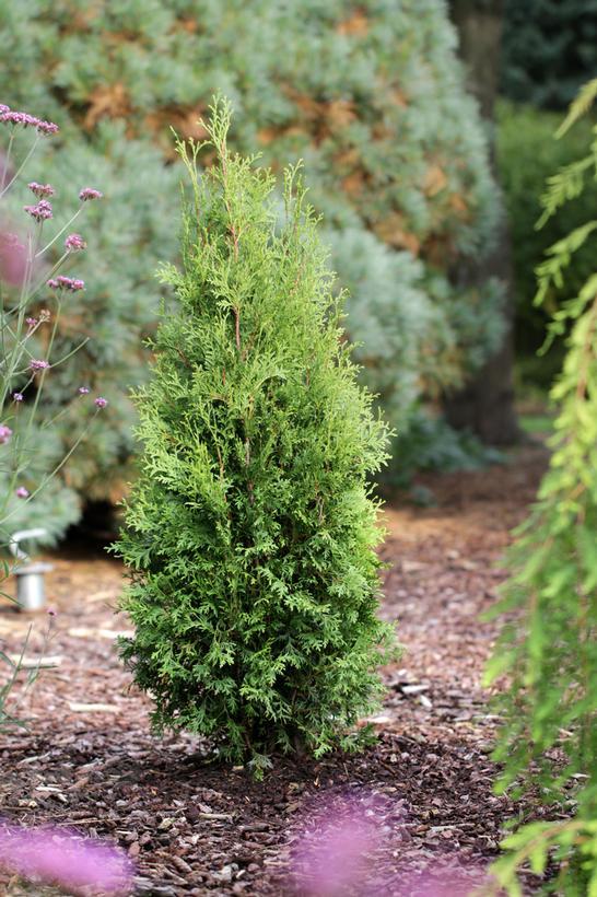 Thuja Occidentalis Private Jet - View 4 from www redcrocus com