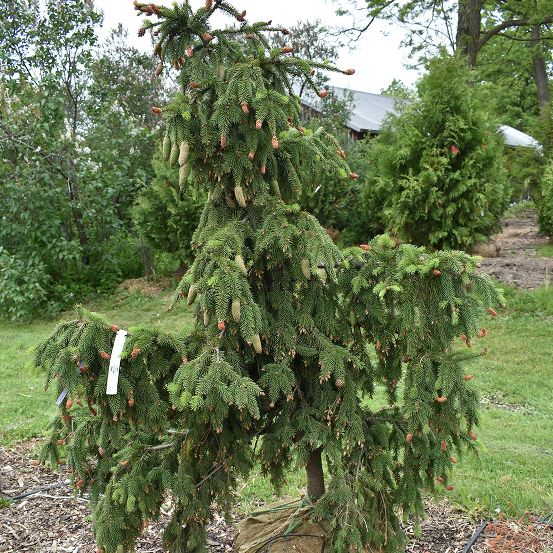 Picea Abies Denmark - View 8 from www redcrocus com