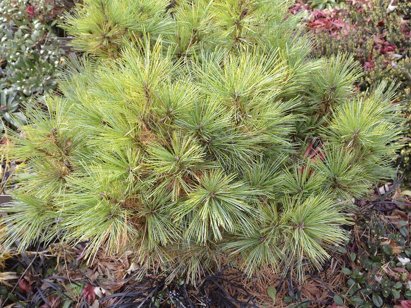 Pinus Strobus Blue Shag Tree Form - View 12 from www redcrocus com