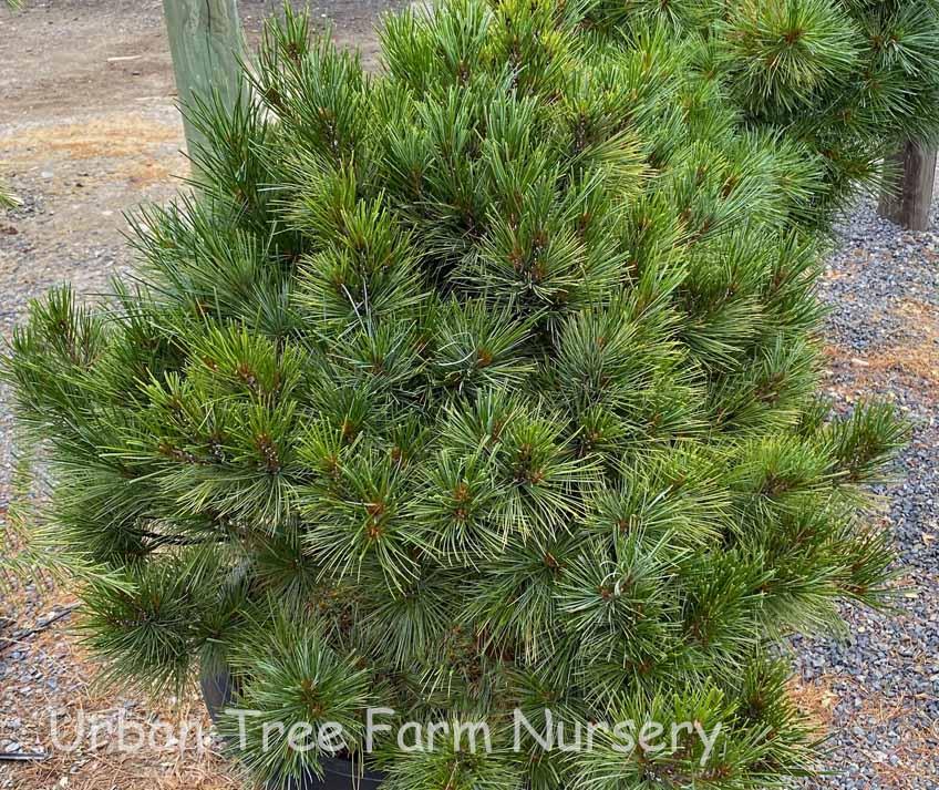 Pinus Strobus Blue Shag Tree Form - View 16 from www redcrocus com