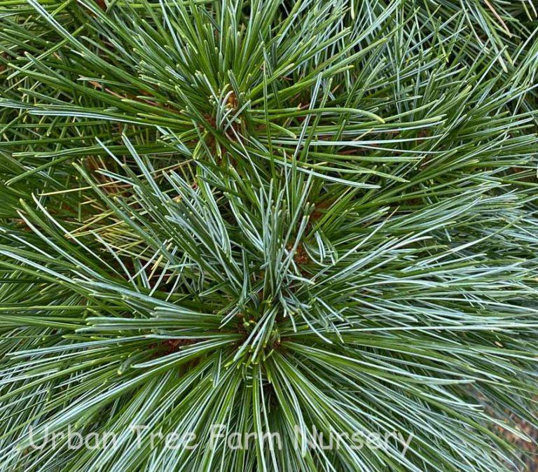 Pinus Strobus Blue Shag Tree Form - View 17 from www redcrocus com