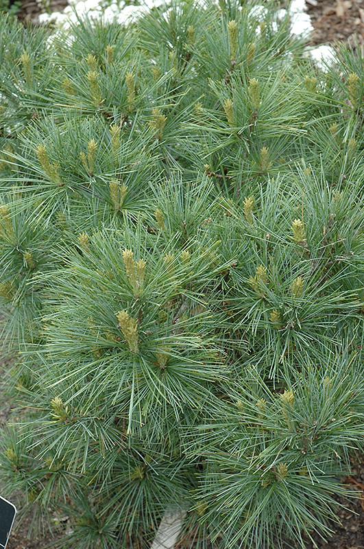 Pinus Strobus Blue Shag Tree Form - View 18 from www redcrocus com