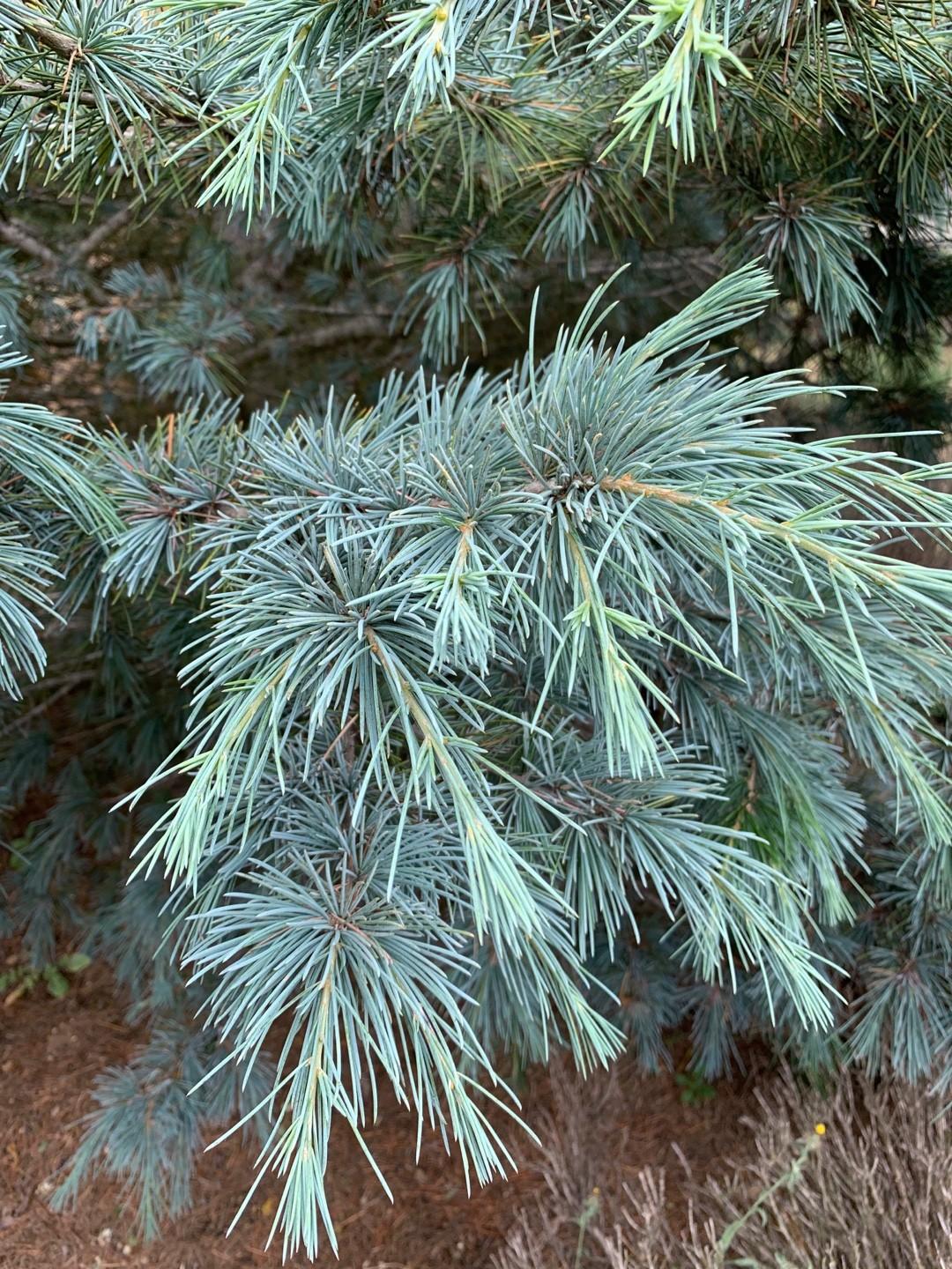 Pinus Strobus Blue Shag Tree Form - View 1 from www redcrocus com