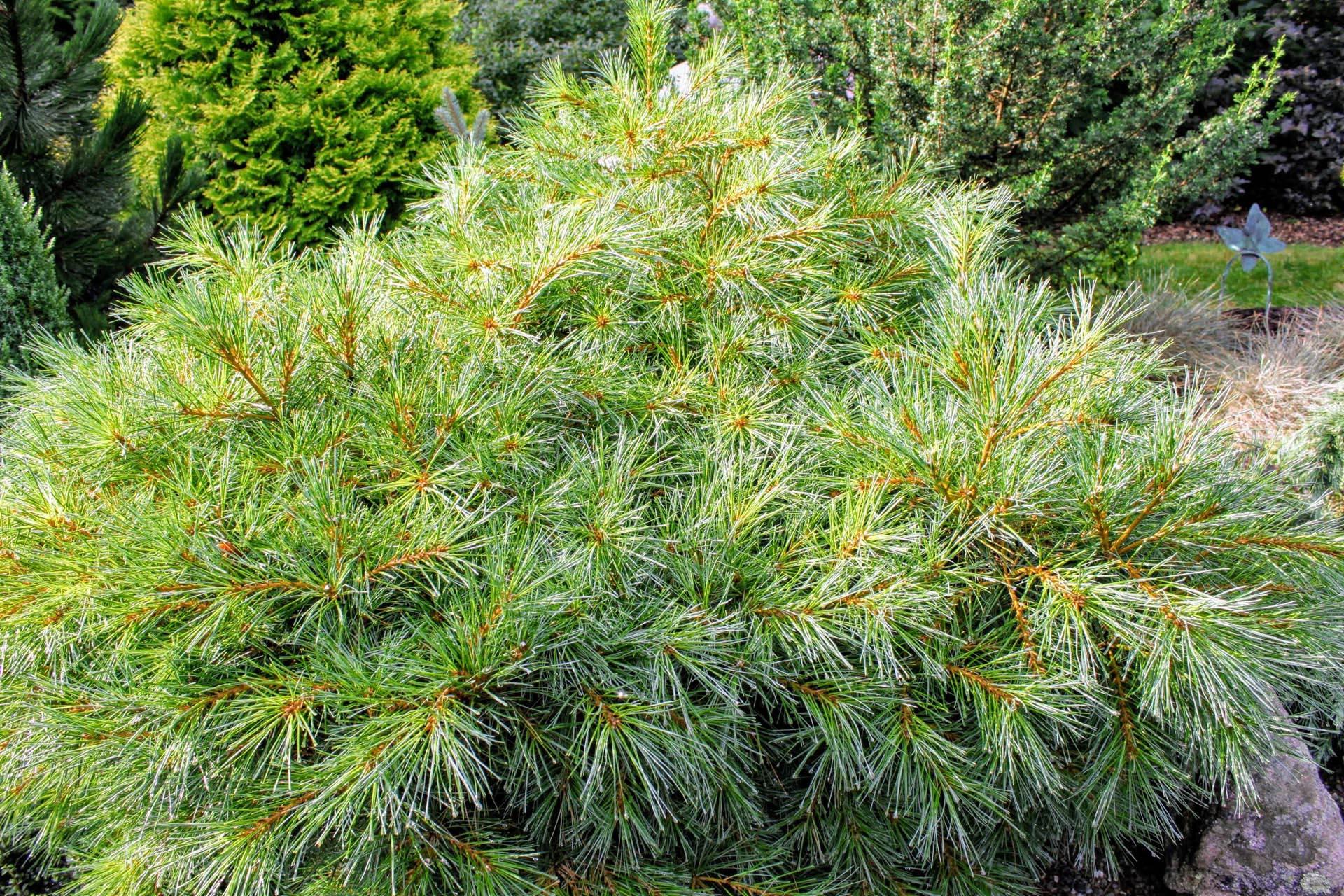 Pinus Strobus Blue Shag Tree Form - View 2 from www redcrocus com