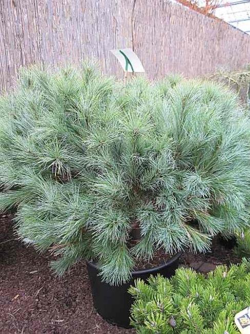 Pinus Strobus Blue Shag Tree Form - View 3 from www redcrocus com