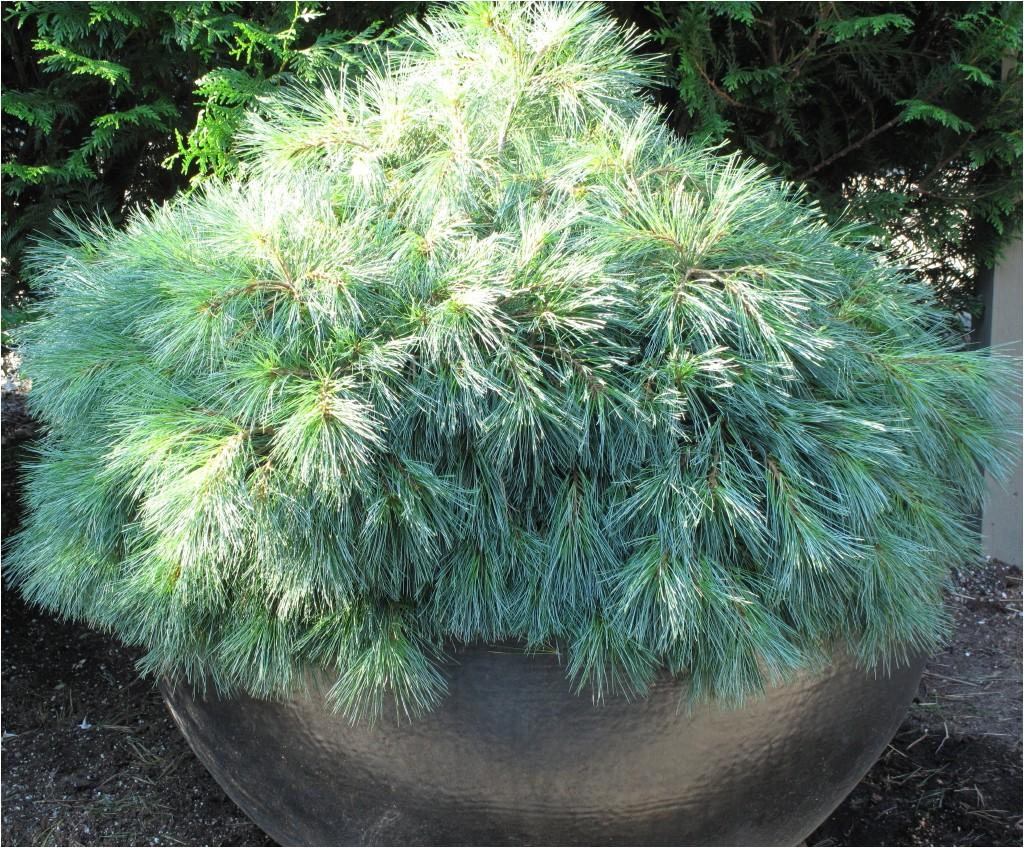 Pinus Strobus Blue Shag Tree Form - View 4 from www redcrocus com