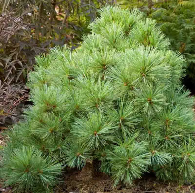 Pinus Strobus Blue Shag Tree Form - View 5 from www redcrocus com