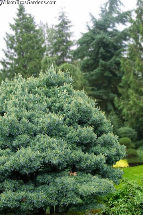 Pinus Strobus Blue Shag Tree Form - View 6 from www redcrocus com