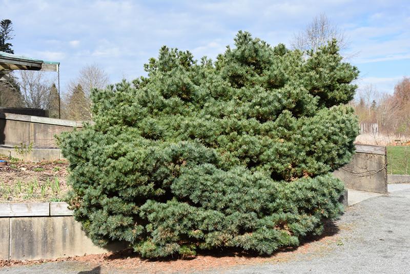 Pinus Strobus Blue Shag Tree Form - View 7 from www redcrocus com