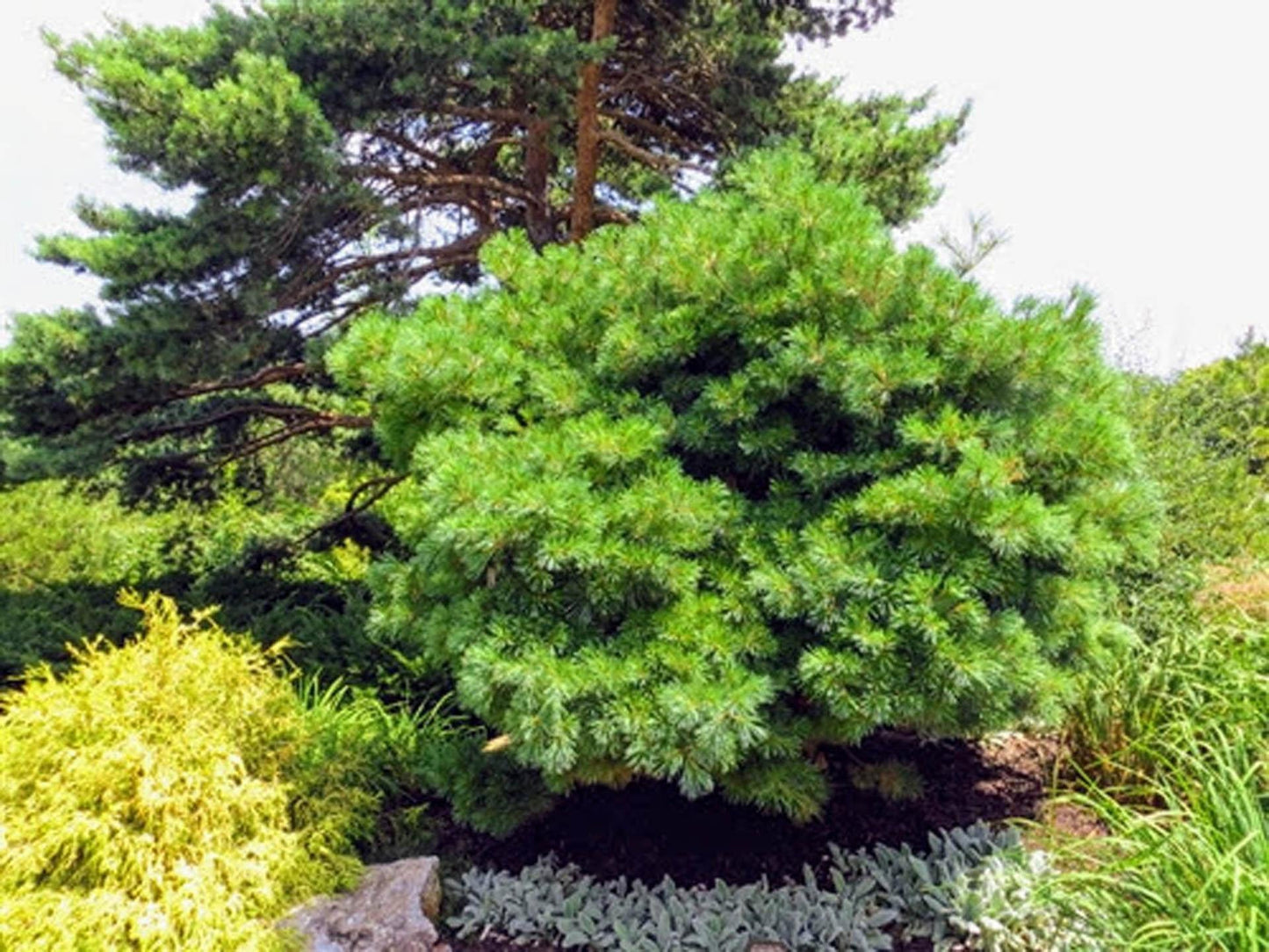 Pinus Strobus Blue Shag Tree Form - View 8 from www redcrocus com