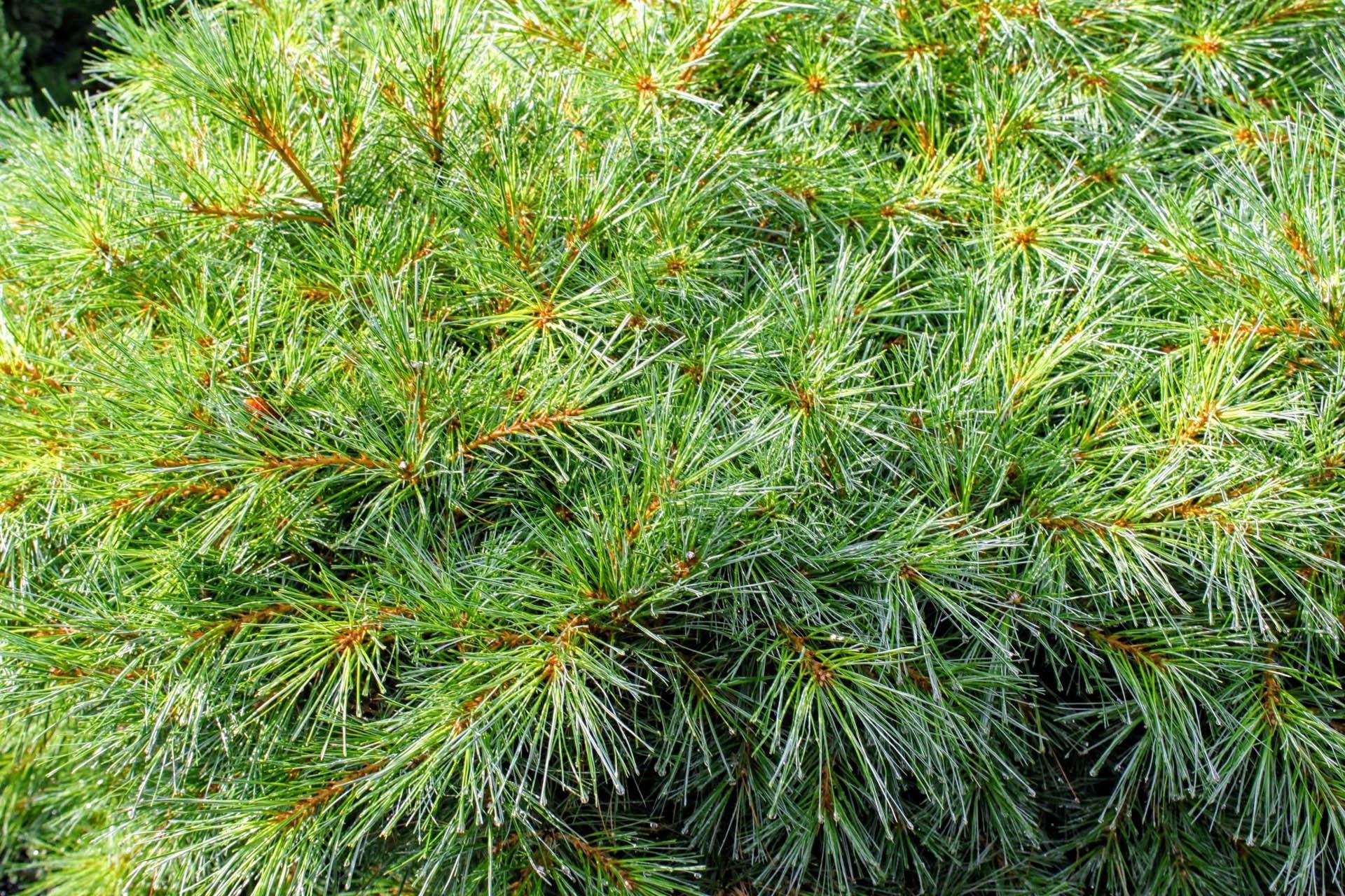 Pinus Strobus Blue Shag Tree Form - View 9 from www redcrocus com