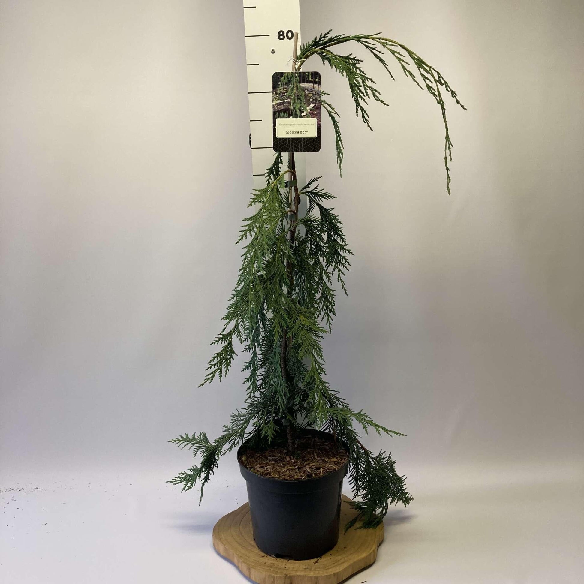 Chamaecyparis Nootkatensis Moonshot - View 16 from www redcrocus com