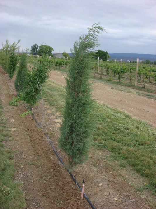 Juniperus Scopulorum Woodward - View 10 from www redcrocus com