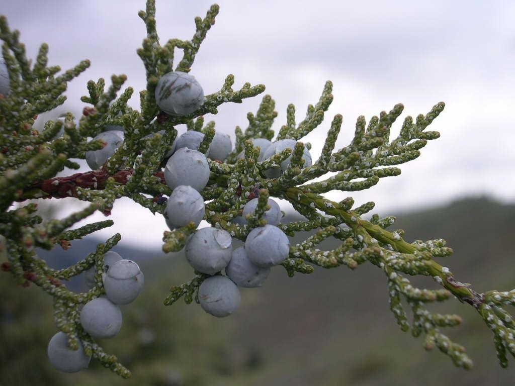 Juniperus Scopulorum Woodward - View 15 from www redcrocus com