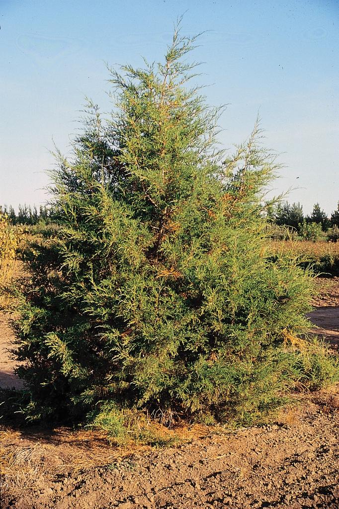Juniperus Scopulorum Woodward - View 17 from www redcrocus com
