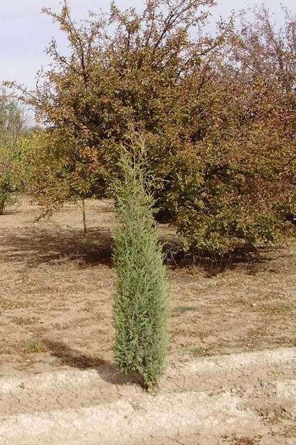 Juniperus Scopulorum Woodward - View 7 from www redcrocus com