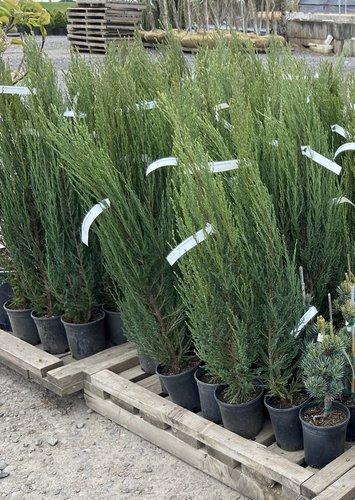 Juniperus Scopulorum Woodward - View 8 from www redcrocus com