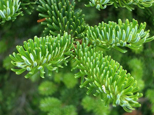Abies Fraseri Prostrata - View 10 from www redcrocus com