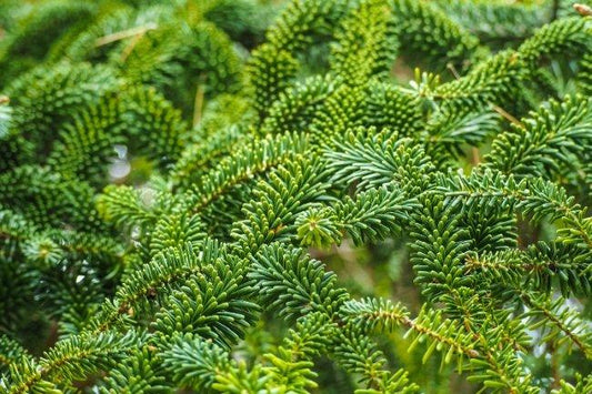 Abies Fraseri Prostrata - View 11 from www redcrocus com