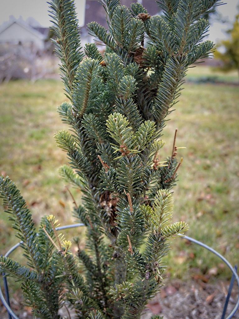 Abies Fraseri Prostrata - View 12 from www redcrocus com