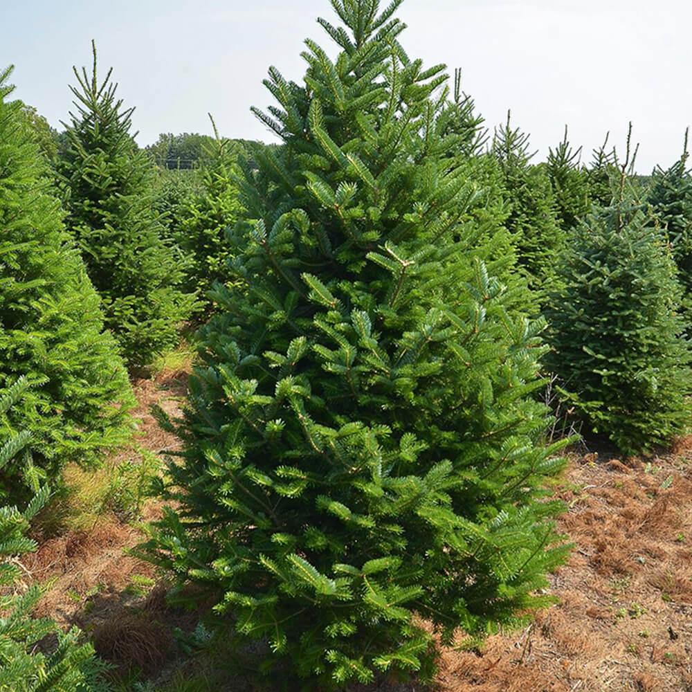 Abies Fraseri Prostrata - View 13 from www redcrocus com