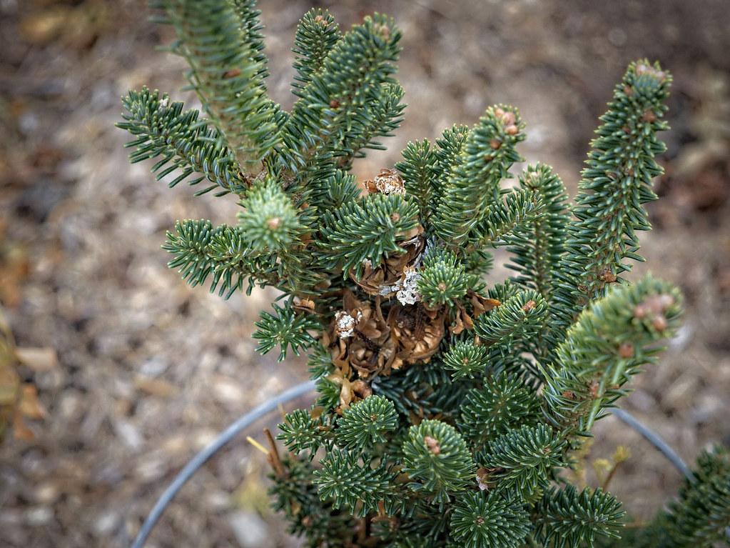 Abies Fraseri Prostrata - View 14 from www redcrocus com