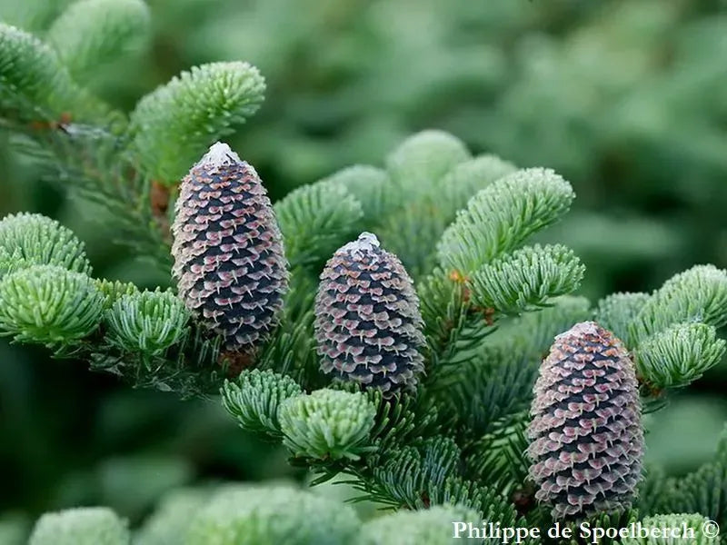 Abies Fraseri Prostrata - View 15 from www redcrocus com