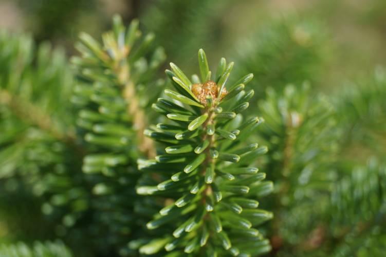 Abies Fraseri Prostrata - View 15 from www redcrocus com
