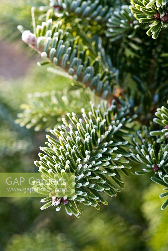 Abies Fraseri Prostrata - View 16 from www redcrocus com