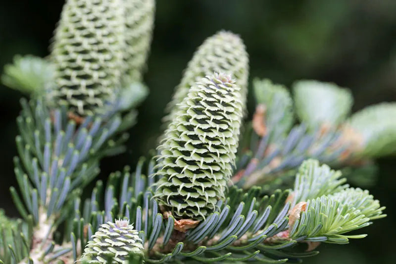 Abies Fraseri Prostrata - View 16 from www redcrocus com
