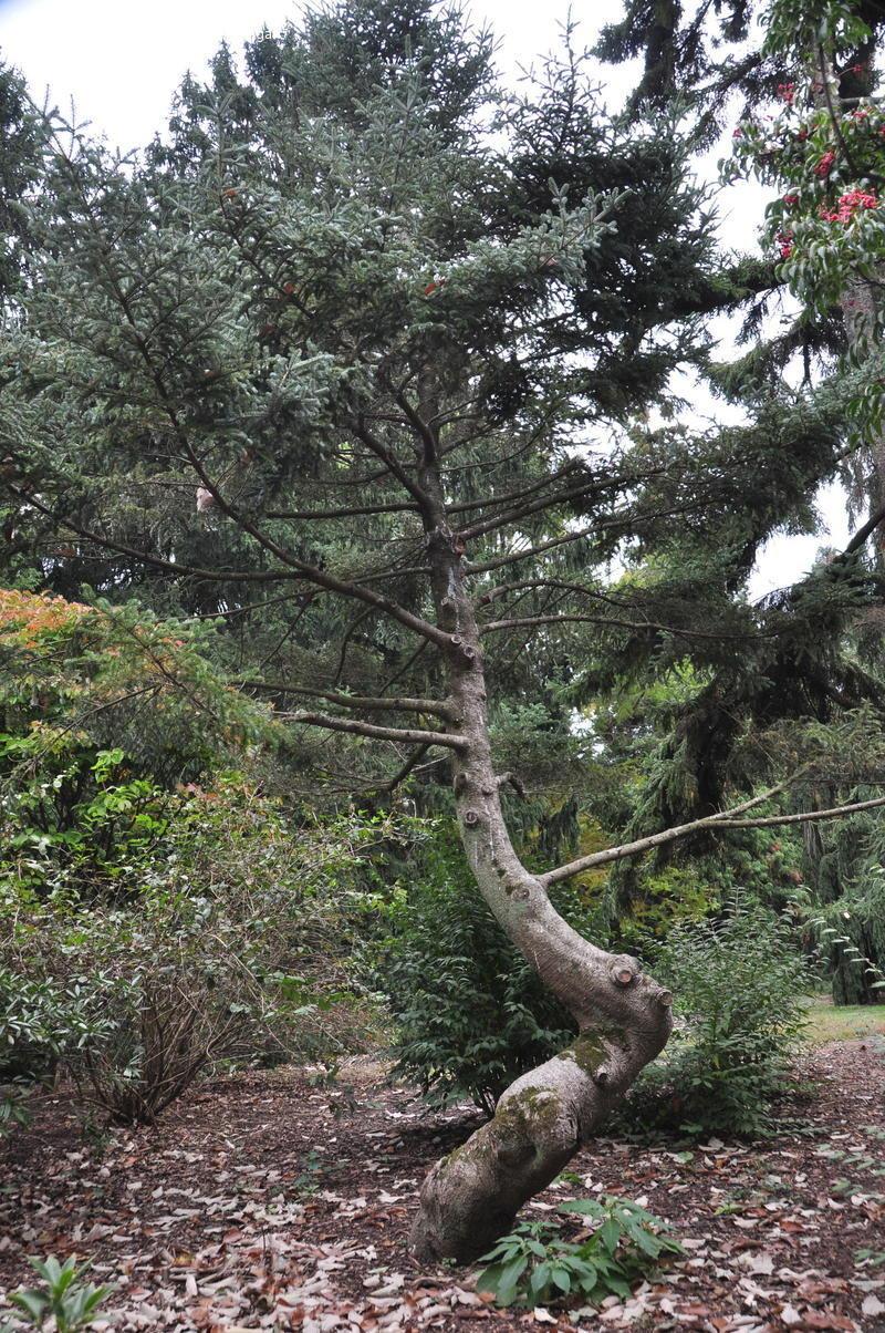 Abies Fraseri Prostrata - View 18 from www redcrocus com