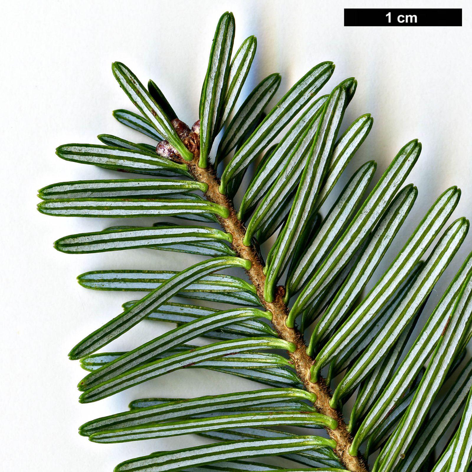 Abies Fraseri Prostrata - View 19 from www redcrocus com