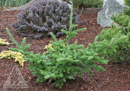 Abies Fraseri Prostrata - View 1 from www redcrocus com
