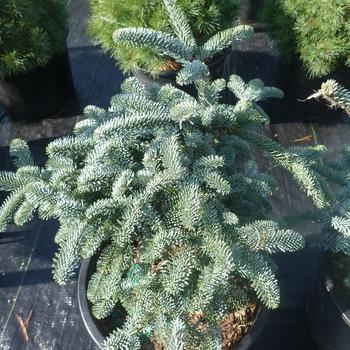 Abies Fraseri Prostrata - View 20 from www redcrocus com