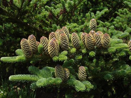 Abies Fraseri Prostrata - View 2 from www redcrocus com