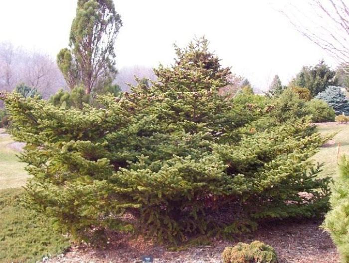 Abies Fraseri Prostrata - View 3 from www redcrocus com