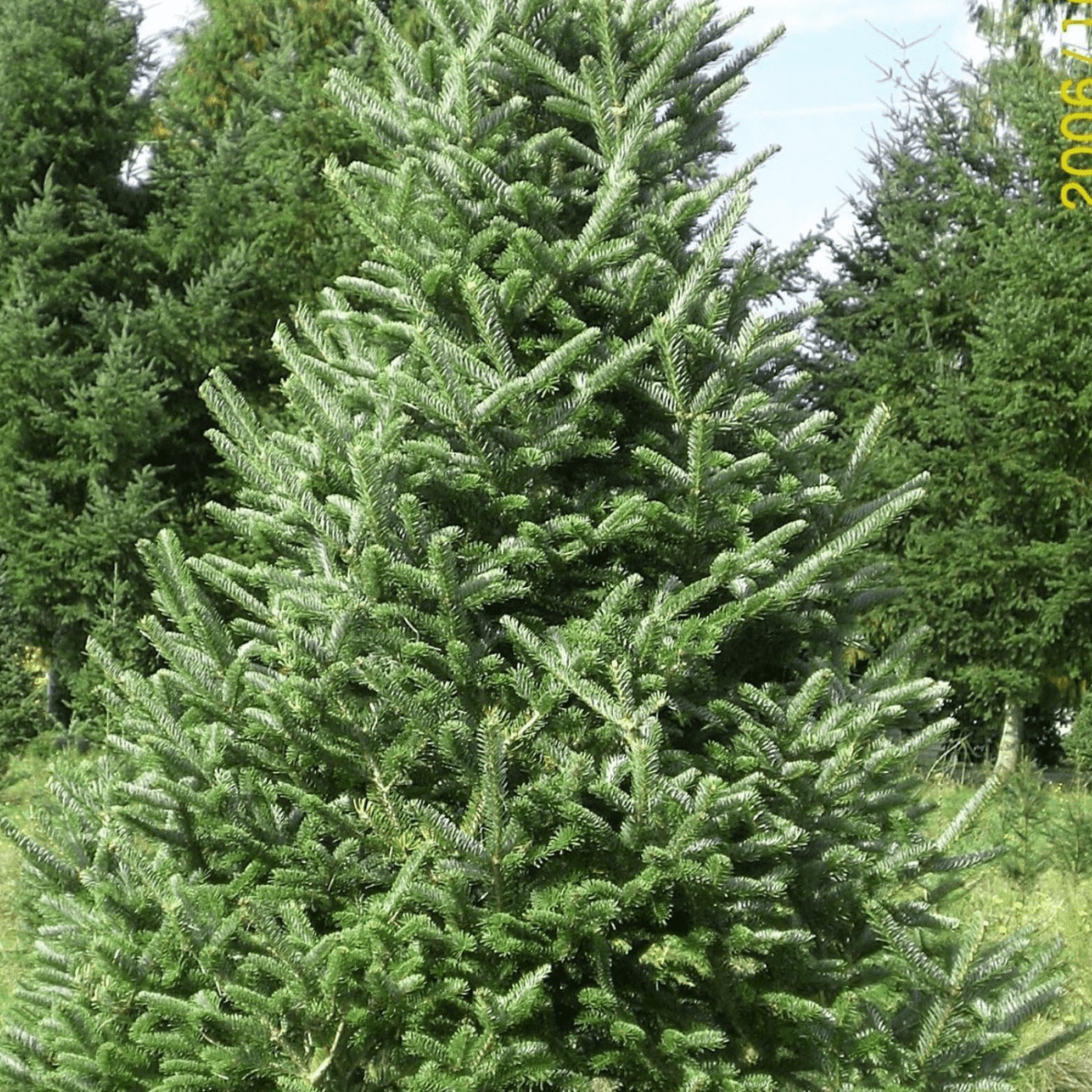 Abies Fraseri Prostrata - View 4 from www redcrocus com