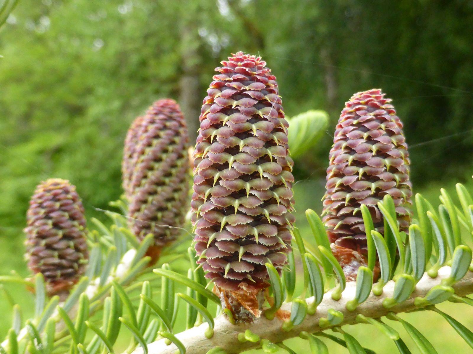 Abies Fraseri Prostrata - View 4 from www redcrocus com