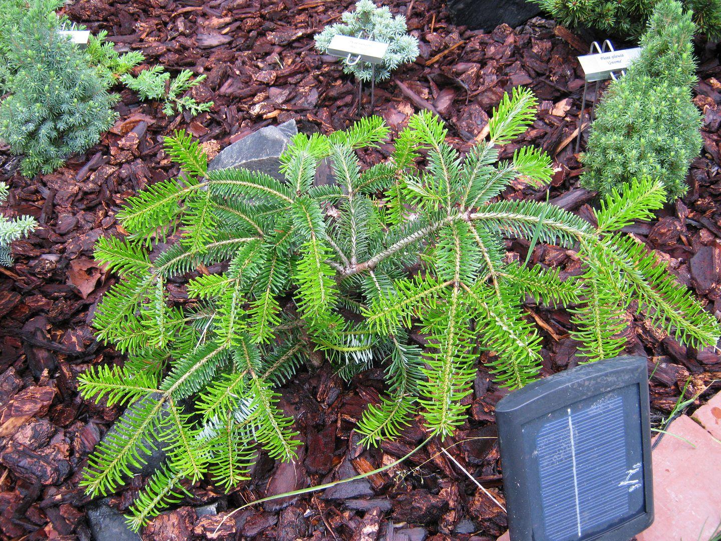 Abies Fraseri Prostrata - View 5 from www redcrocus com