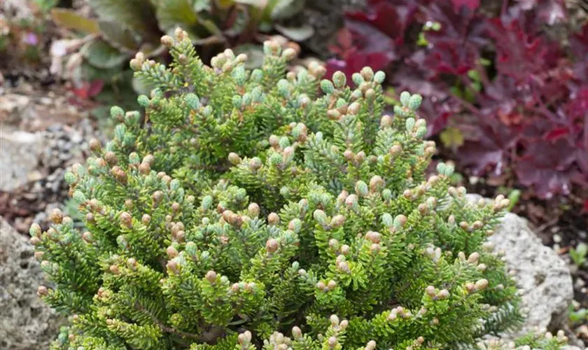 Abies Fraseri Prostrata - View 7 from www redcrocus com