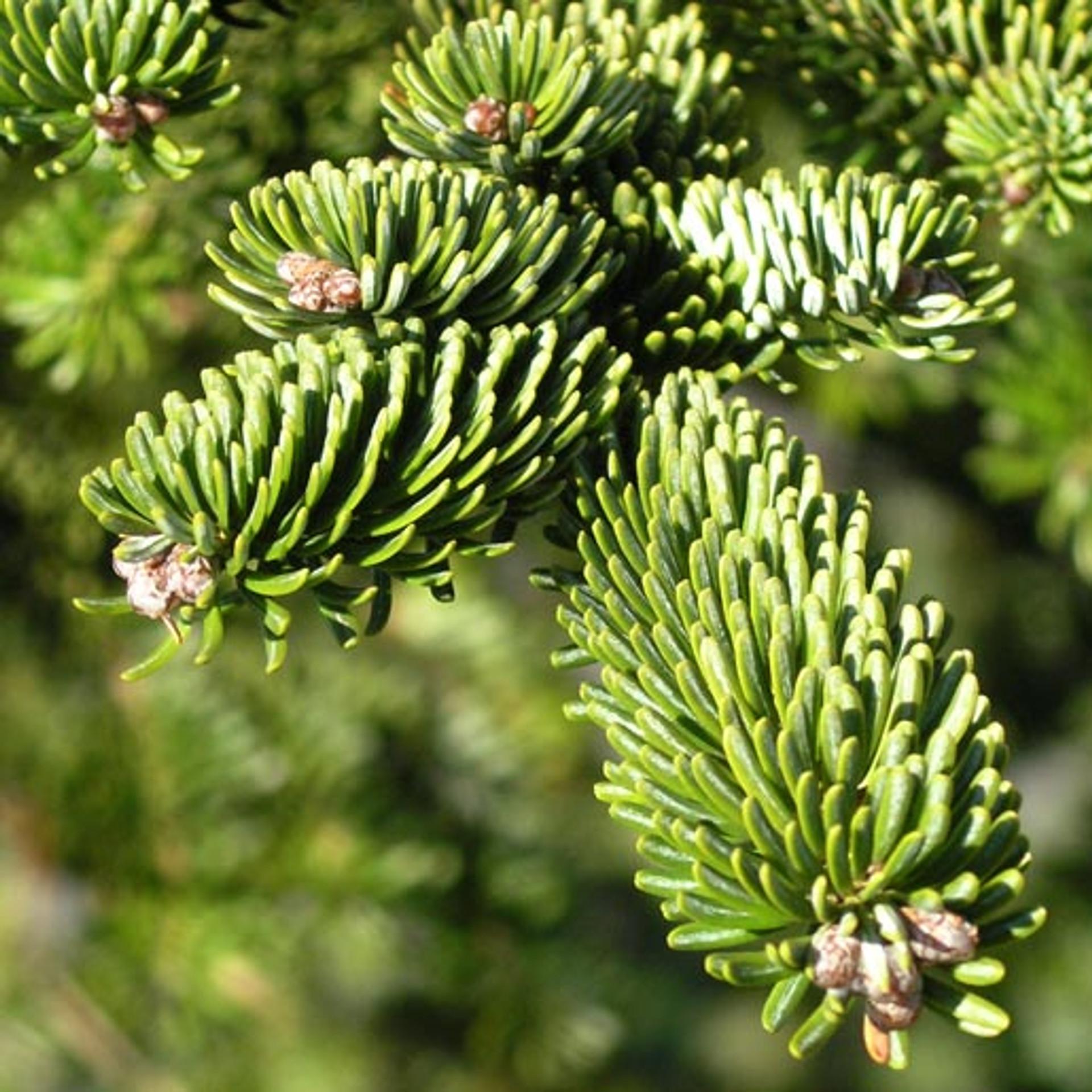 Abies Fraseri Prostrata - View 8 from www redcrocus com