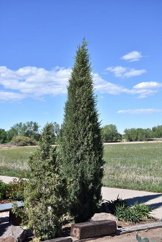 Juniperus Scopulorum Candelabra - View 2 from www redcrocus com