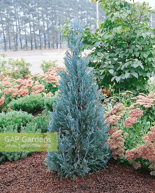 Juniperus Scopulorum Candelabra - View 5 from www redcrocus com