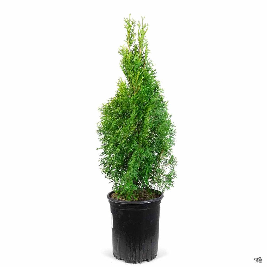 Thuja Occidentalis 'emerald Green' Gb - View 18 from www redcrocus com
