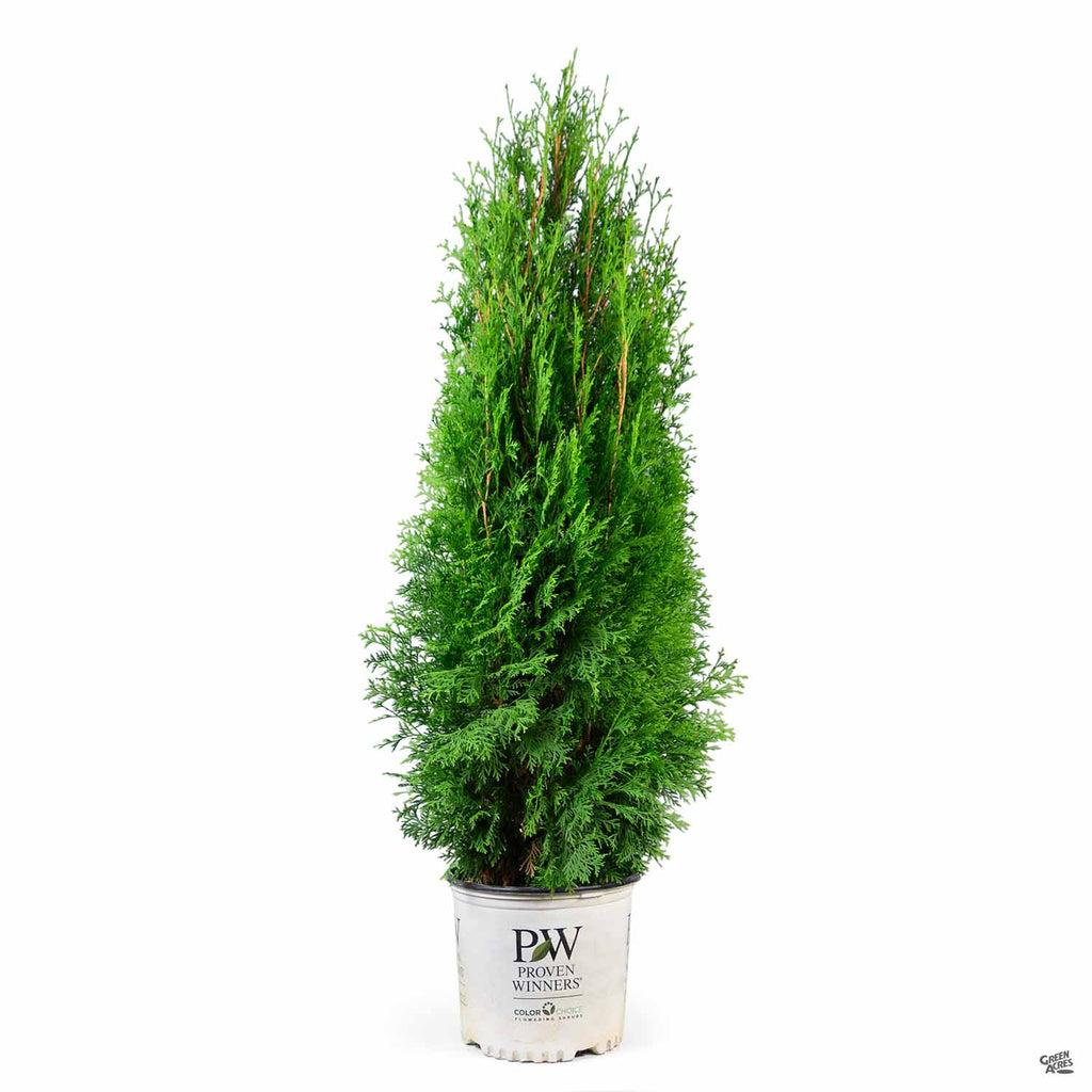 Thuja Occidentalis 'emerald Green' Gb - View 21 from www redcrocus com