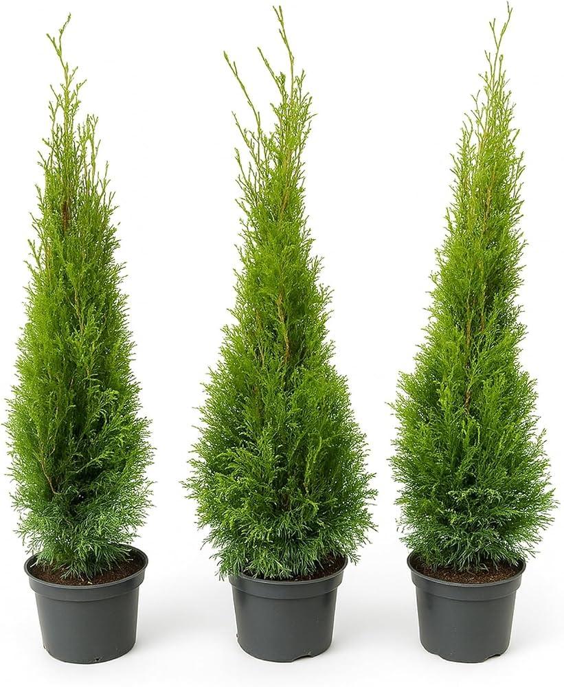 Thuja Occidentalis 'emerald Green' Gb - View 22 from www redcrocus com
