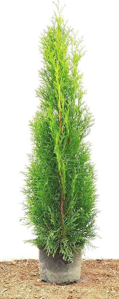 Thuja Occidentalis 'emerald Green' Gb - View 23 from www redcrocus com